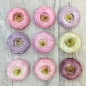 Preview: Silicone Mould - Buttercream Flowers